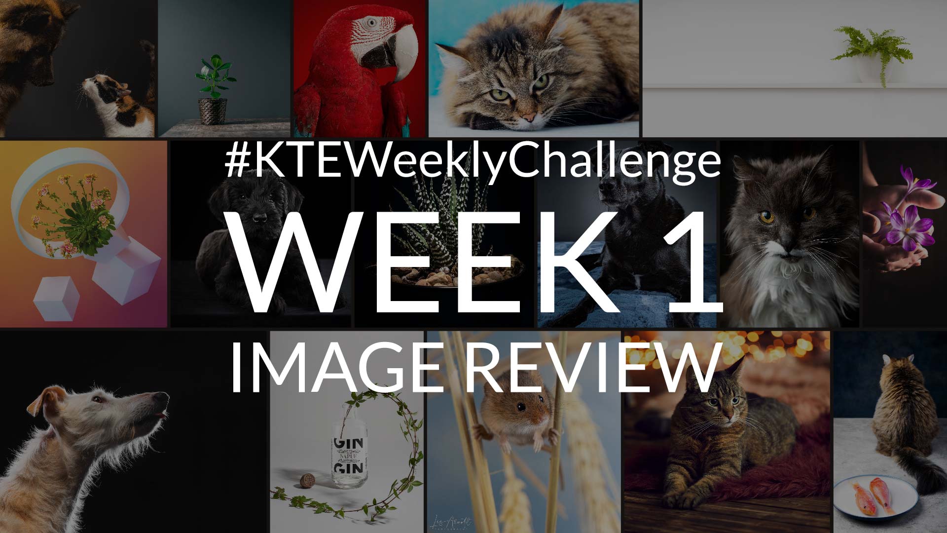 Photography Challenge Image Review: Week 1