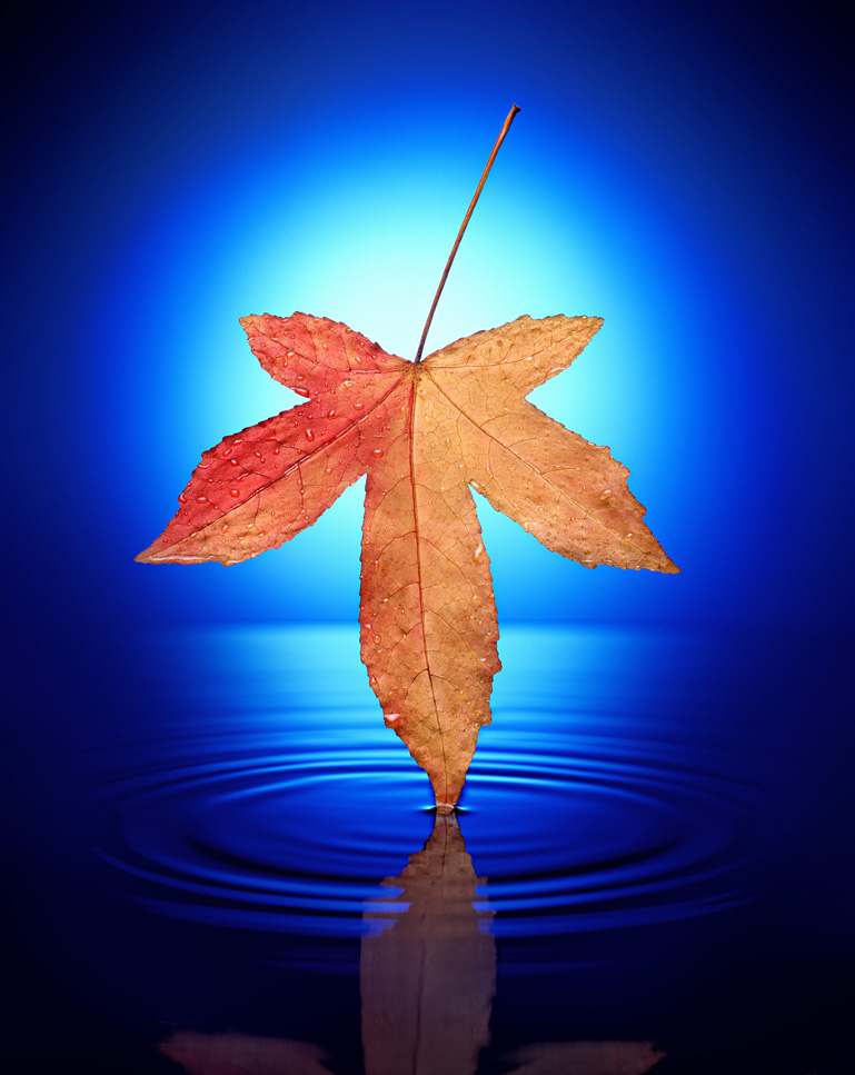 Original leaf image