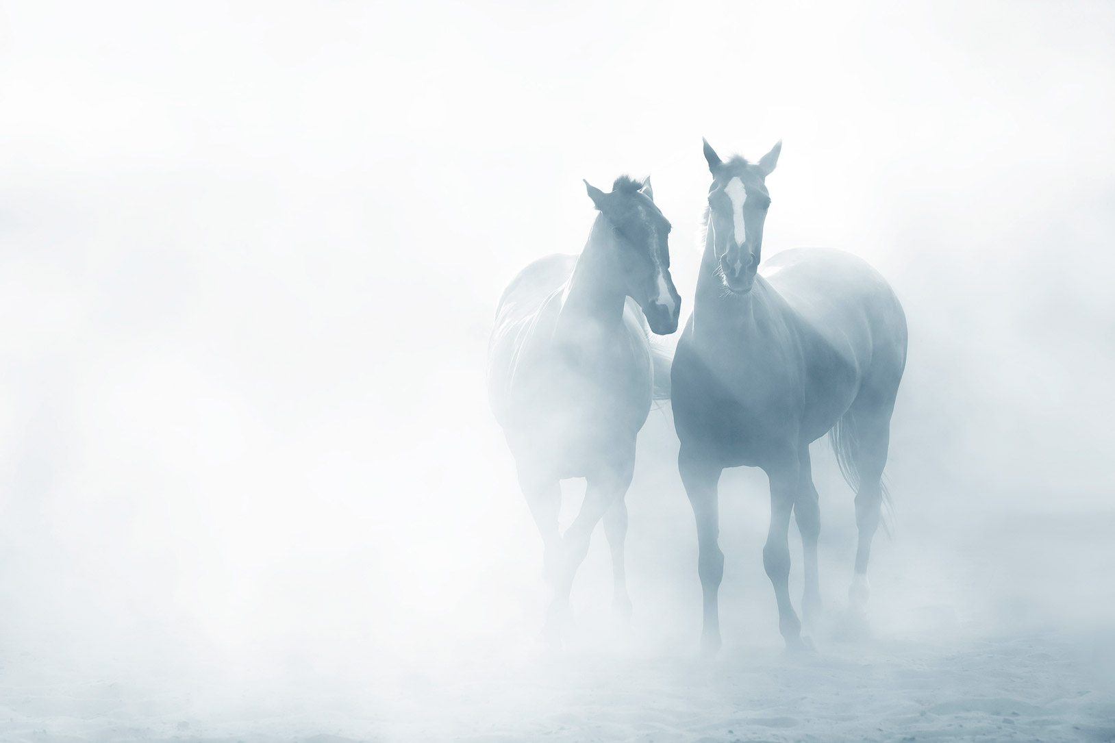 Two horses in the mist