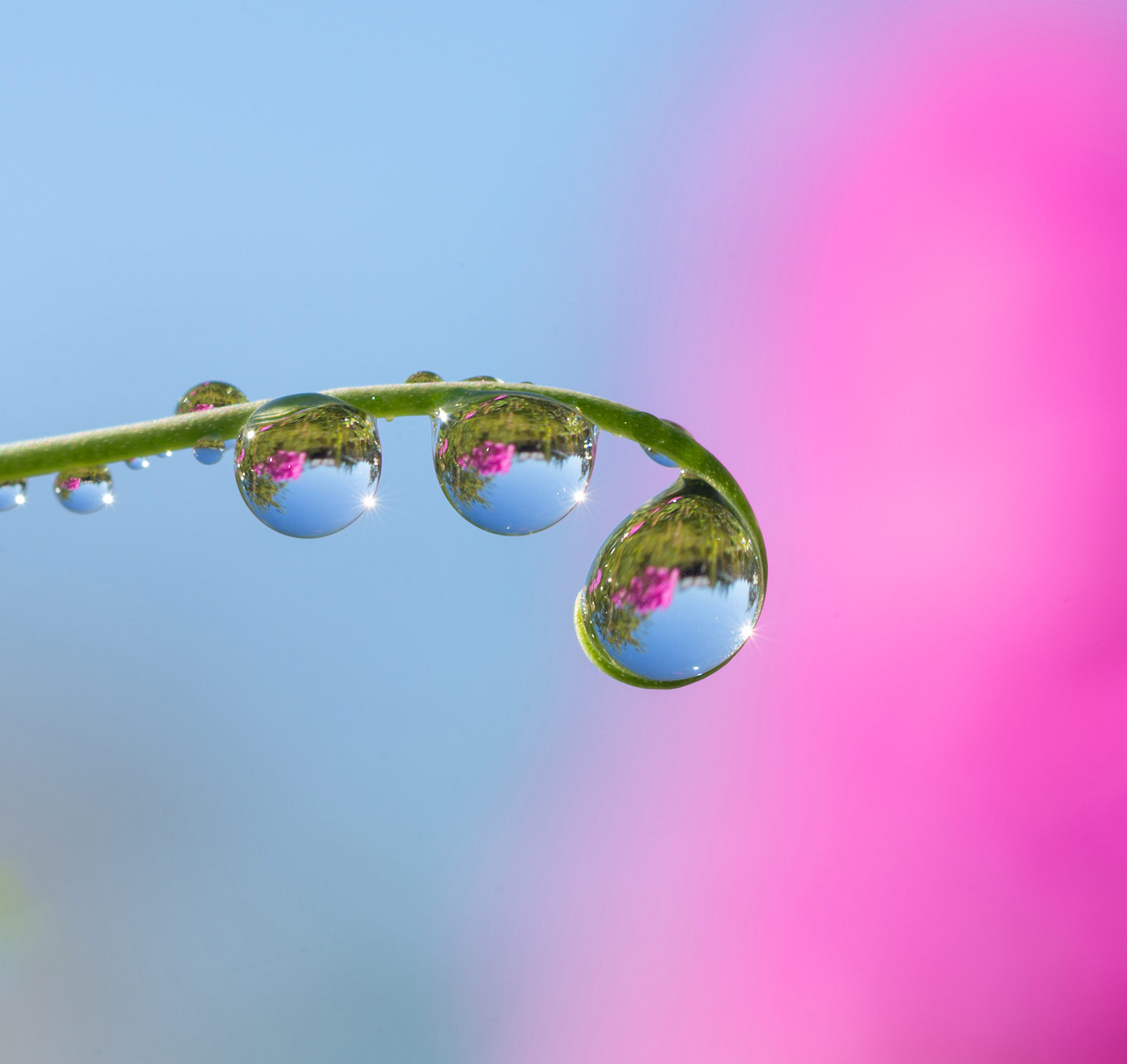 dewdrop flower by K-Paul