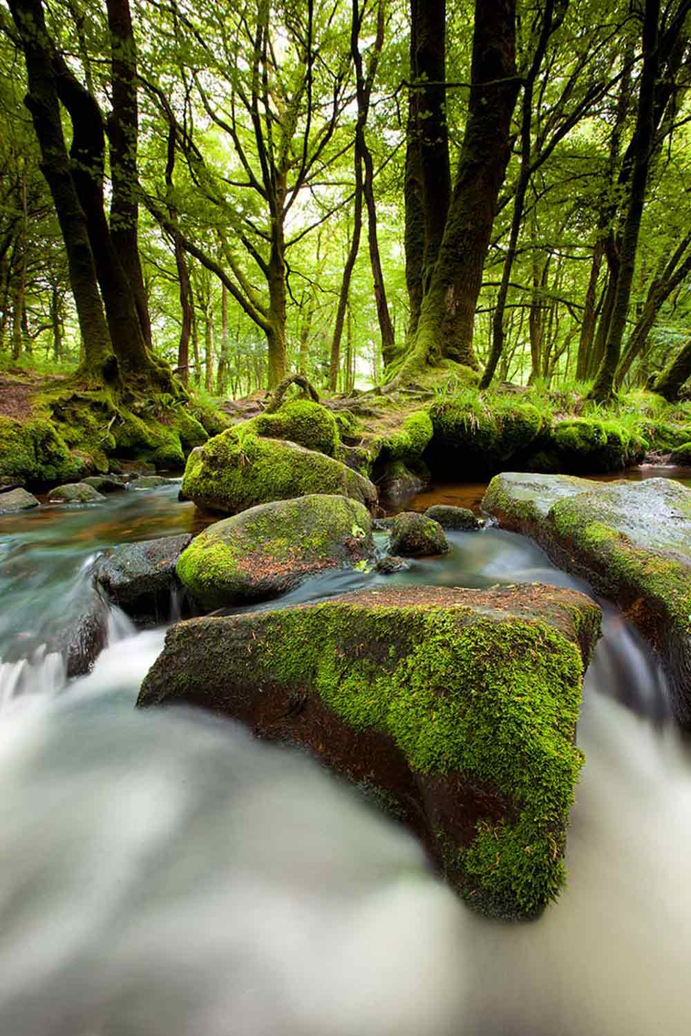 Long exposure image of a stream running through a lush green forest
